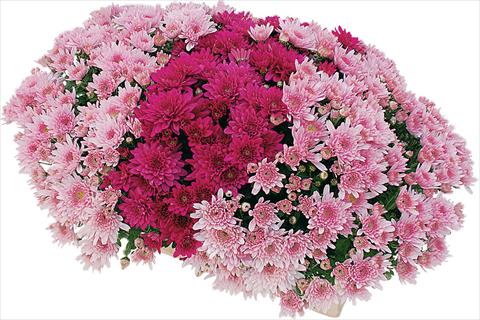 Foto de variedad de flores para ser usadas como: Maceta y planta de temporada 2 Combo Yahou® - Senso®