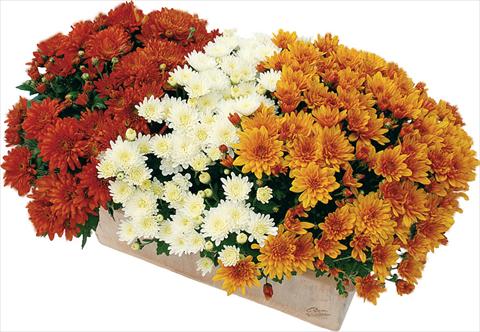Foto de variedad de flores para ser usadas como: Maceta y planta de temporada 3 Combo Clero® Blanc - Fada® Rouge - Soda® Cognac