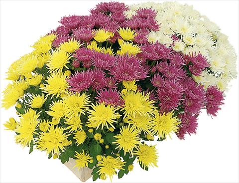 Foto de variedad de flores para ser usadas como: Maceta y planta de temporada 3 Combo Corto® Blanc - Corto® Jaune - Corto® Violet