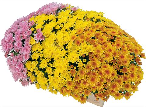 Foto de variedad de flores para ser usadas como: Maceta y planta de temporada 3 Combo Yahou® - Yahou® Abricot - Yahou® Golden