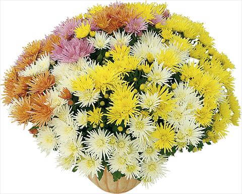 Foto de variedad de flores para ser usadas como: Maceta y planta de temporada 4 Combo Corto® - Corto® Blanc - Corto® Jaune - Corto® Orange