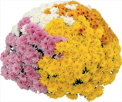 Foto de variedad de flores para ser usadas como: Maceta y planta de temporada 4 Combo Yahou® - Yahou® Abricot - Yahou® Coco - Yahou® Golden