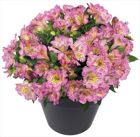 Foto de variedad de flores para ser usadas como: Maceta y planta de temporada Alstroemeria Inticancha® Sunday