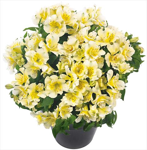 Foto de variedad de flores para ser usadas como: Maceta y planta de temporada Alstroemeria Inticancha® Sunlight