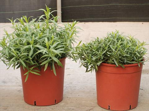 Foto de variedad de flores para ser usadas como: Maceta y planta de temporada Artemisia Drancunculus