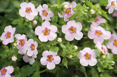 Foto de variedad de flores para ser usadas como: Maceta, patio, Tarrina de colgar Bacopa (Sutera cordata) Scopia® Great Classic Pink