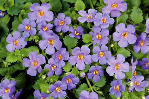 Foto de variedad de flores para ser usadas como: Maceta, patio, Tarrina de colgar Bacopa (Sutera cordata) Scopia® Gulliver Blue