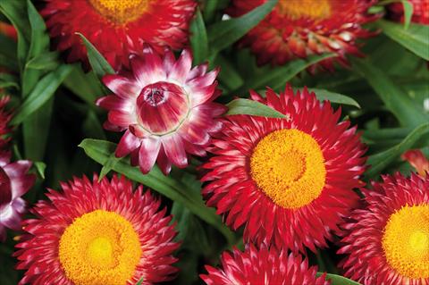Foto de variedad de flores para ser usadas como: Maceta y planta de temporada Helichrysum (Bracteantha) Helica™ Dark Red