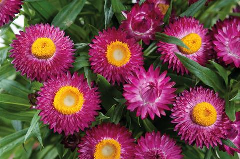Foto de variedad de flores para ser usadas como: Maceta y planta de temporada Helichrysum (Bracteantha) Helica™ Purple Improved