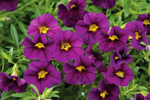 Foto de variedad de flores para ser usadas como: Maceta, patio, Tarrina de colgar Calibrachoa Noa™ Black Purple