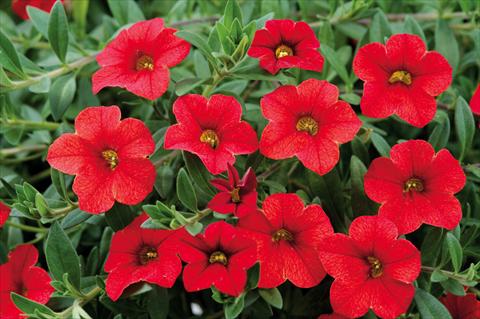 Foto de variedad de flores para ser usadas como: Maceta, patio, Tarrina de colgar Calibrachoa Noa™ Red Glaze