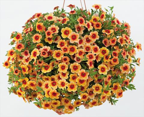 Foto de variedad de flores para ser usadas como: Maceta, patio, Tarrina de colgar Calibrachoa Noa™ Sunset