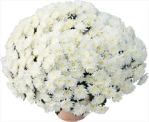 Foto de variedad de flores para ser usadas como: Maceta y planta de temporada Chrysanthemum Matou® Blanc