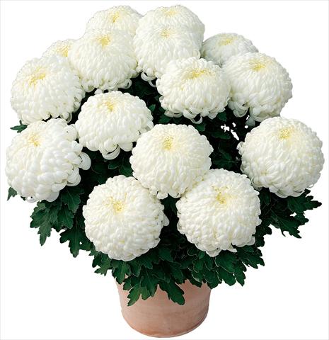 Foto de variedad de flores para ser usadas como: Maceta y planta de temporada Chrysanthemum Paladin® Blanc