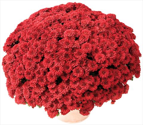 Foto de variedad de flores para ser usadas como: Maceta y planta de temporada Chrysanthemum Tribal® Rouge