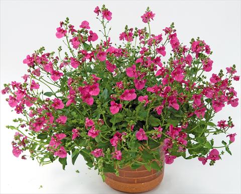 Foto de variedad de flores para ser usadas como: Maceta, patio, Tarrina de colgar Diascia Genta™ Bold Pink