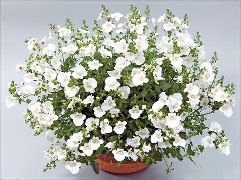 Foto de variedad de flores para ser usadas como: Maceta, patio, Tarrina de colgar Diascia Genta™ Classic White