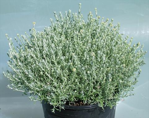 Foto de variedad de flores para ser usadas como: Maceta y planta de temporada Helychrysum italycum Dwarf
