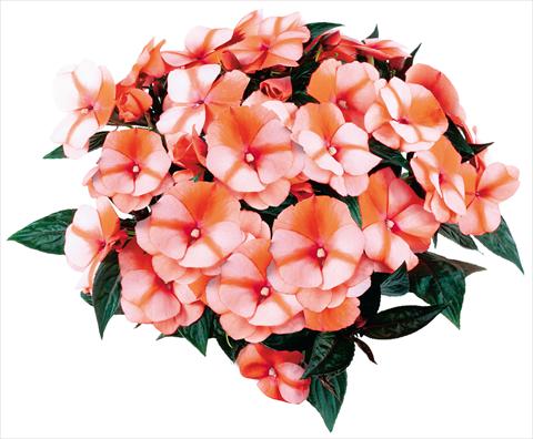 Foto de variedad de flores para ser usadas como: Maceta y planta de temporada Impatiens N. Guinea fides® Tamarinda® Red Bicolour Improved