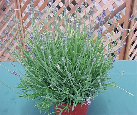 Foto de variedad de flores para ser usadas como: Maceta y planta de temporada Lavandula angustifolia Munstead Hishtils Strain