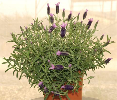Foto de variedad de flores para ser usadas como: Maceta y planta de temporada Lavandula stoechas Devonshire Compact Purple