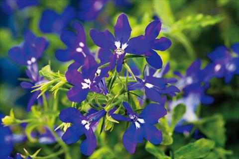 Foto de variedad de flores para ser usadas como: Maceta, patio, Tarrina de colgar Lobelia Hot® Dark Blue
