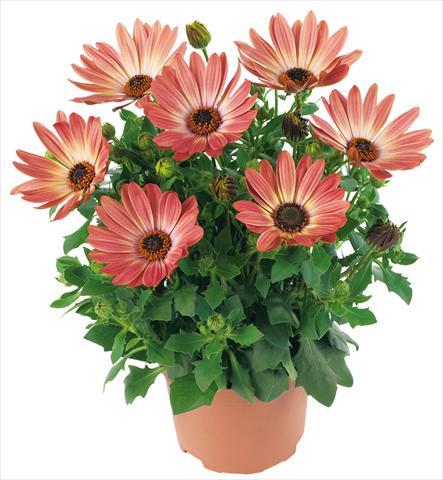 Foto de variedad de flores para ser usadas como: Maceta y planta de temporada Osteospermum Margarita fides® Bronze Bicolor
