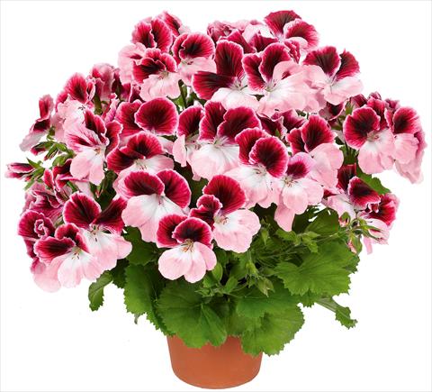 Foto de variedad de flores para ser usadas como: Patio, Maceta Pelargonium grandiflorum pac® Aristo® Darling