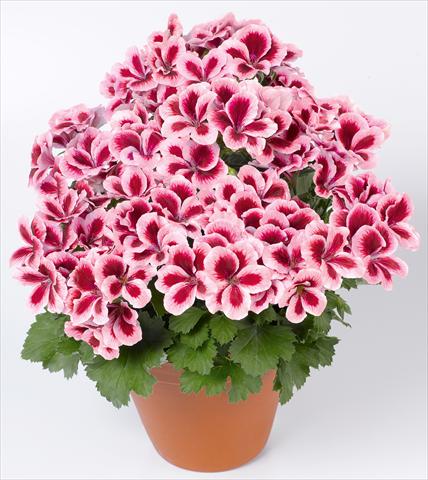 Foto de variedad de flores para ser usadas como: Patio, Maceta Pelargonium grandiflorum pac® Candy Flowers® Strawberry Cream