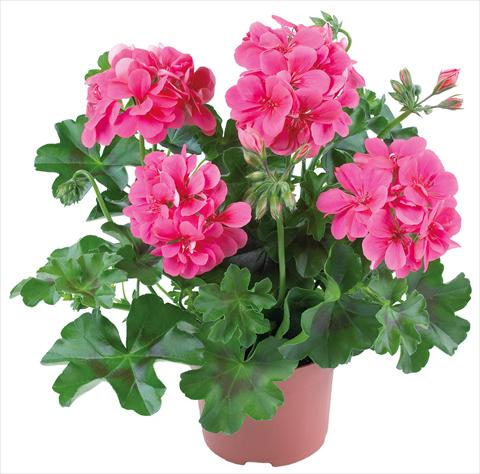 Foto de variedad de flores para ser usadas como: Patio, Maceta Pelargonium peltatum Dancing Idols® fides® Candy