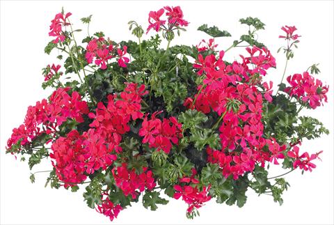 Foto de variedad de flores para ser usadas como: Maceta, patio, Tarrina de colgar Pelargonium peltatum Grand Idols® fides® Neon