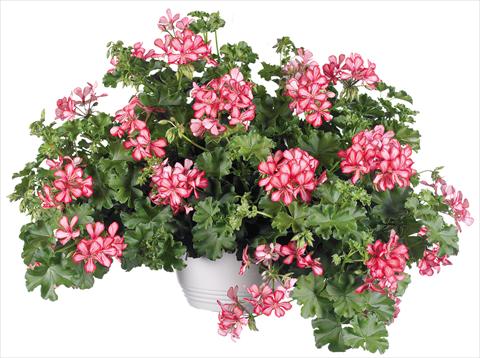 Foto de variedad de flores para ser usadas como: Maceta, patio, Tarrina de colgar Pelargonium peltatum Grand Idols® fides® Red Bicolor