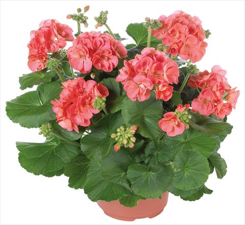 Foto de variedad de flores para ser usadas como: Patio, Maceta Pelargonium zonale Master Idols® fides® Coral