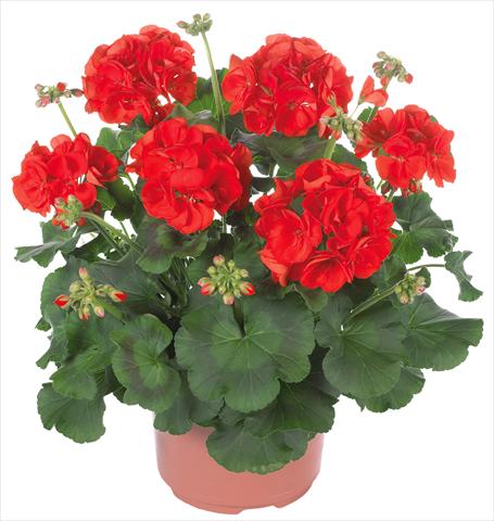 Foto de variedad de flores para ser usadas como: Patio, Maceta Pelargonium zonale Master Idols® fides® Scarlet Red