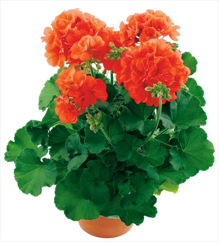Foto de variedad de flores para ser usadas como: Patio, Maceta Pelargonium zonale Summer Idols® fides® Orange