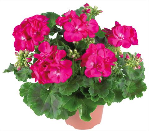 Foto de variedad de flores para ser usadas como: Patio, Maceta Pelargonium zonale Summer Idols® fides® Purple