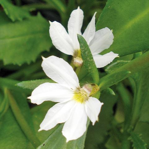 Foto de variedad de flores para ser usadas como: Maceta, patio, Tarrina de colgar Scaevola aemula Euphoria Compact White®
