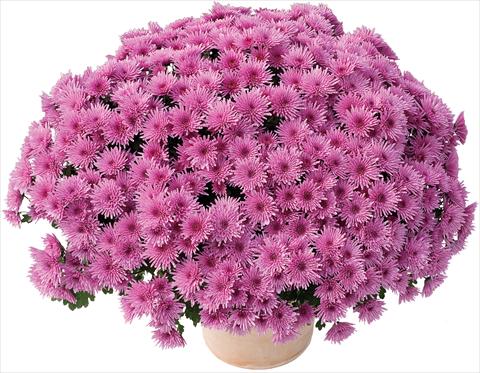 Foto de variedad de flores para ser usadas como: Maceta y planta de temporada Chrysanthemum Manga® Violet