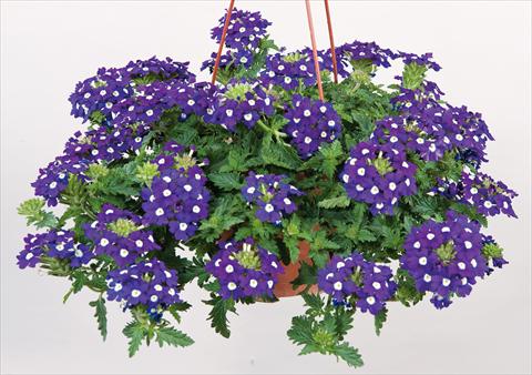 Foto de variedad de flores para ser usadas como: Maceta, patio, Tarrina de colgar Verbena Donalena™ Blue Soul
