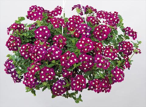 Foto de variedad de flores para ser usadas como: Maceta, patio, Tarrina de colgar Verbena Donalena™ Bordeaux Soul