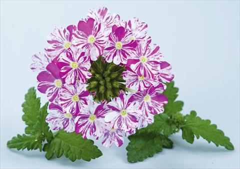 Foto de variedad de flores para ser usadas como: Maceta, patio, Tarrina de colgar Verbena Donalena™ Twinkle Dark Purple