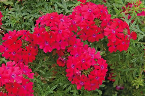 Foto de variedad de flores para ser usadas como: Maceta, patio, Tarrina de colgar Verbena Veralena™ Rouge