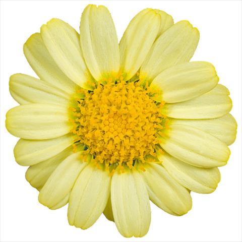 Foto de variedad de flores para ser usadas como: Maceta y planta de temporada Argyranthemum Molimba® m yellow