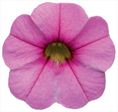 Foto de variedad de flores para ser usadas como: Maceta, patio, Tarrina de colgar Calibrachoa Callie® Pink with Dark Eye