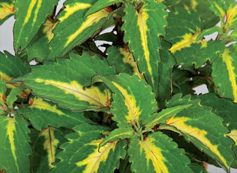 Foto de variedad de flores para ser usadas como: Maceta y planta de temporada Coleus hybrida Mosaik Amazon Green