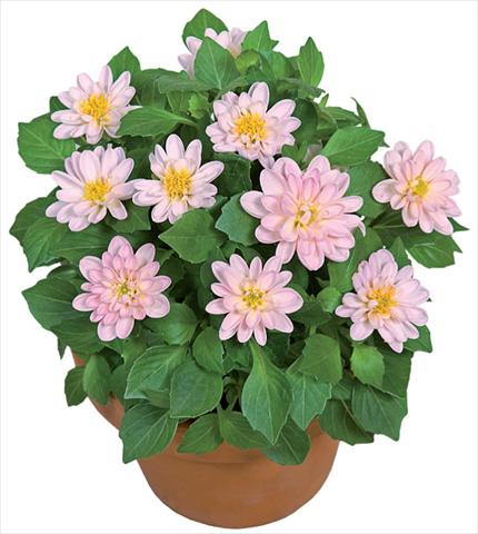 Foto de variedad de flores para ser usadas como: Maceta y planta de temporada Dahlia x hybrida Dahlini™ Light Pink White