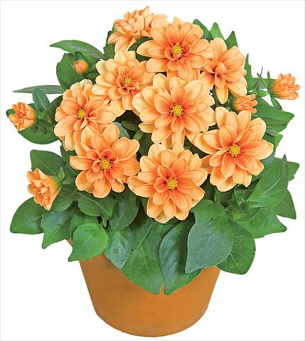 Foto de variedad de flores para ser usadas como: Maceta y planta de temporada Dahlia x hybrida Dahlini™ Orange