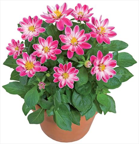 Foto de variedad de flores para ser usadas como: Maceta y planta de temporada Dahlia x hybrida Dahlini™ Rose Bicolor