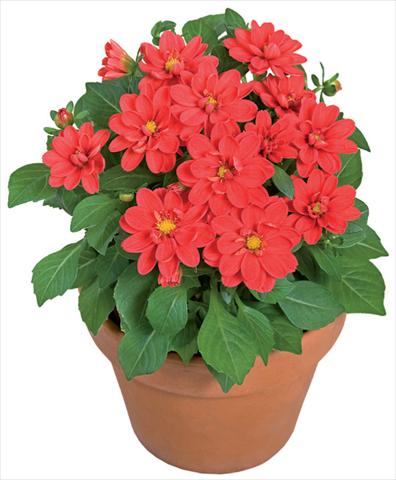 Foto de variedad de flores para ser usadas como: Maceta y planta de temporada Dahlia x hybrida Dahlini™ Scarlet