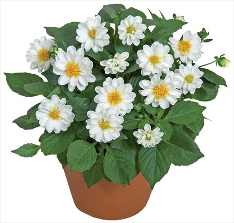 Foto de variedad de flores para ser usadas como: Maceta y planta de temporada Dahlia x hybrida Dahlini™ White